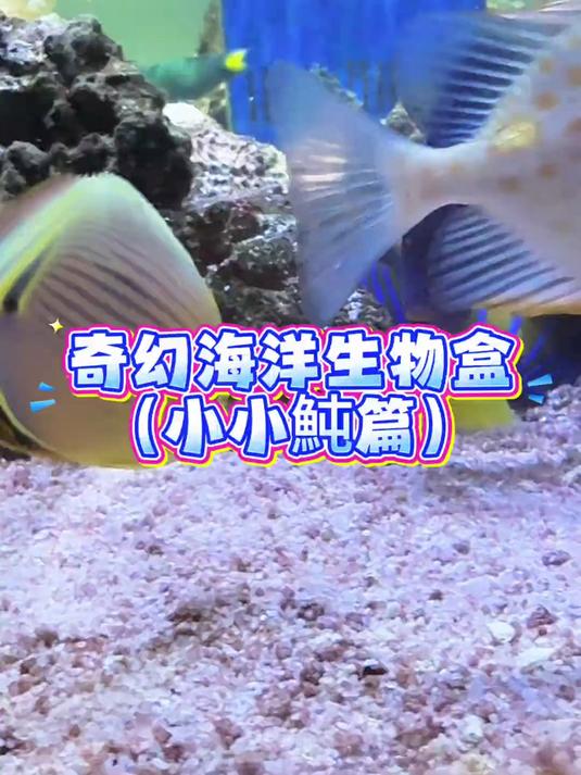 不是!章鱼真这么聪明!?!