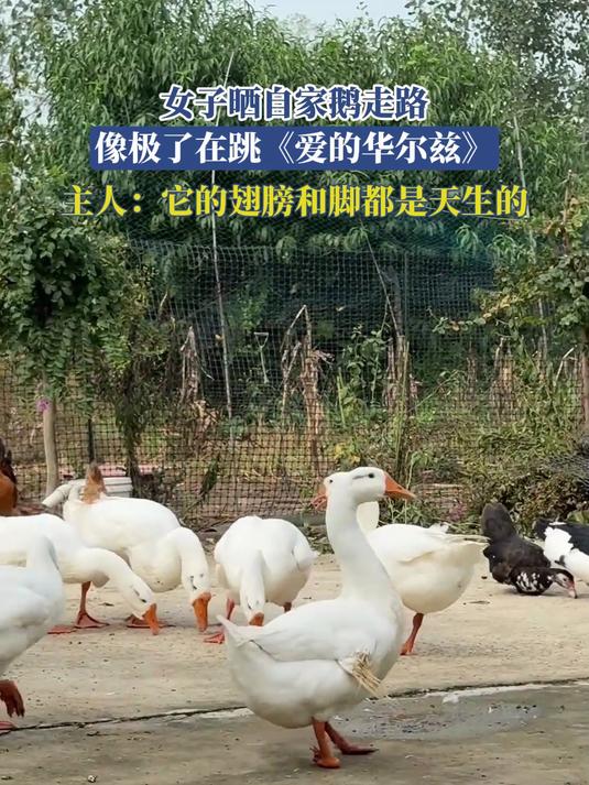 女子晒自家鹅走路,像极了在跳《爱的华尔兹》