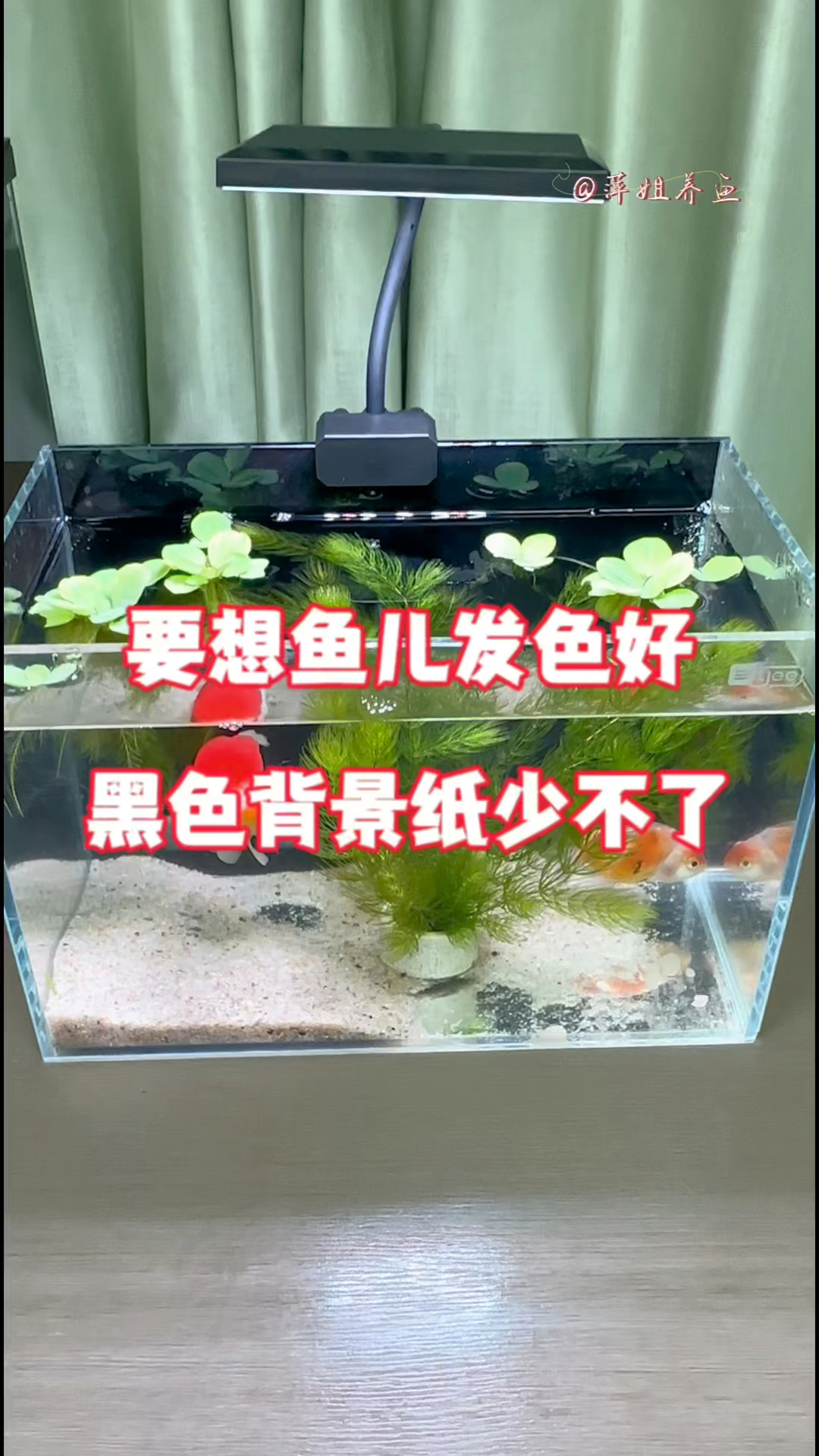 要鱼儿发色好,黑色背景纸少不了#水族 #鱼缸里的大自然 #水族用品