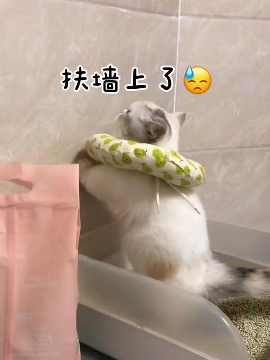 我笑死了 鹅鹅鹅鹅鹅鹅