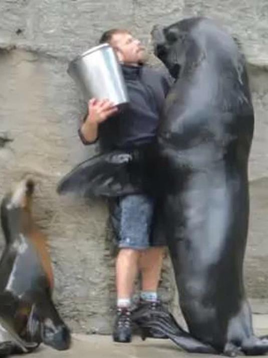 成年南海狮抱住饲养员 把桶里的鱼交出来