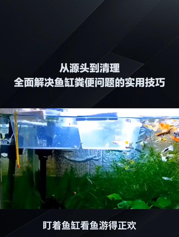 鱼缸里鱼的粪便怎么清理
