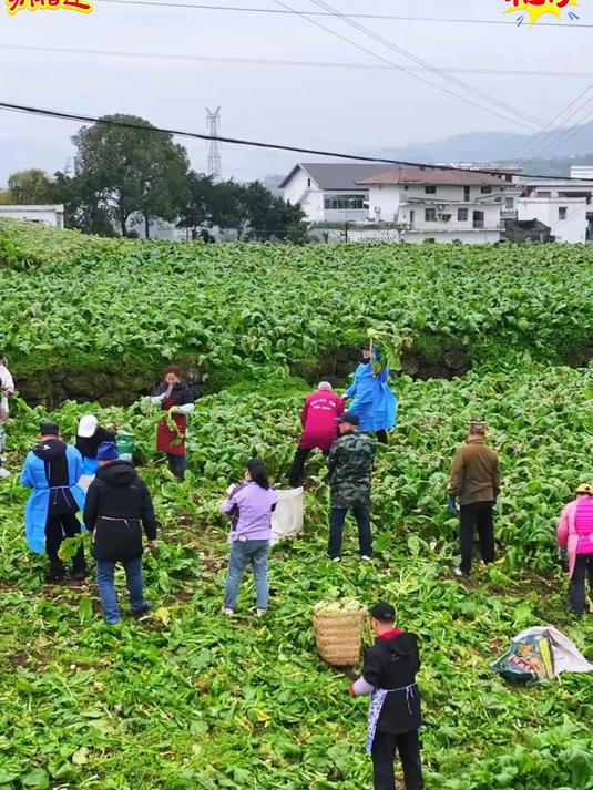 重庆特产批发 涪陵榨菜_ 榨菜_