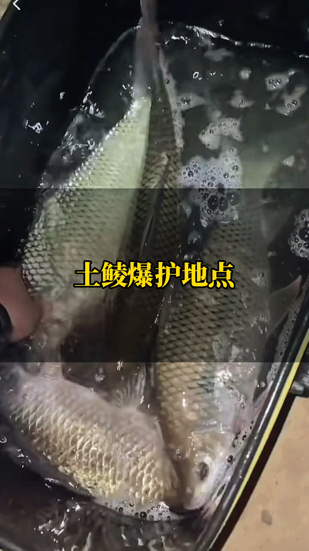 东江土鲮爆护,鲮鱼号称水中潜水艇真是名不虚传,目测最重的一条有3斤