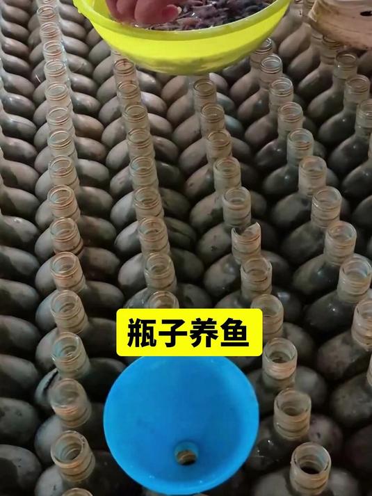 如果你也养斗鱼,会选择让它“单挑”还是“单住”?#大开眼界# #泰国斗鱼#