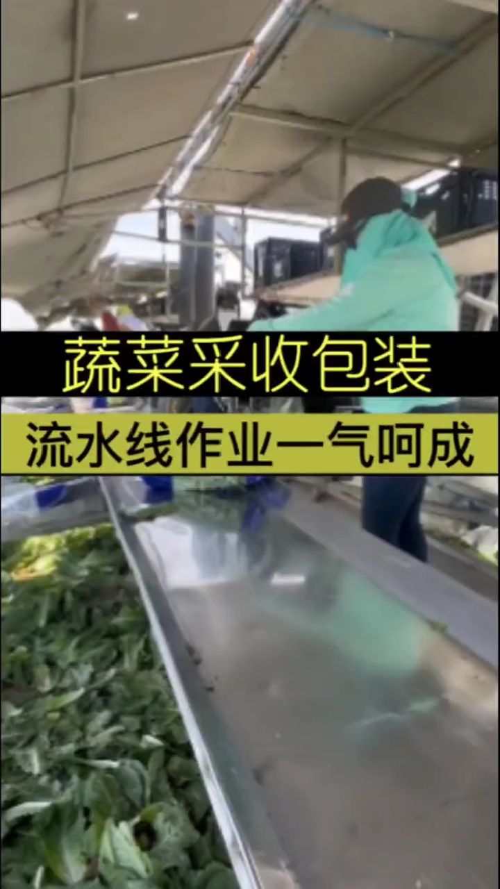 蔬菜采收包装流水线作业