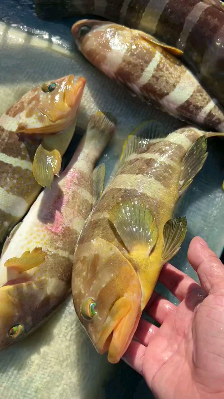 东山岛海鲜野生大石斑鱼中的贵族黄丁斑,清蒸更能品尝美味,肉质鲜甜口感爽脆