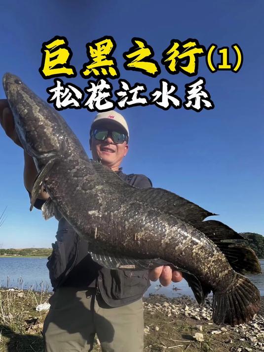 巨型黑鱼疯狂繁殖，路亚实测这招最管用！