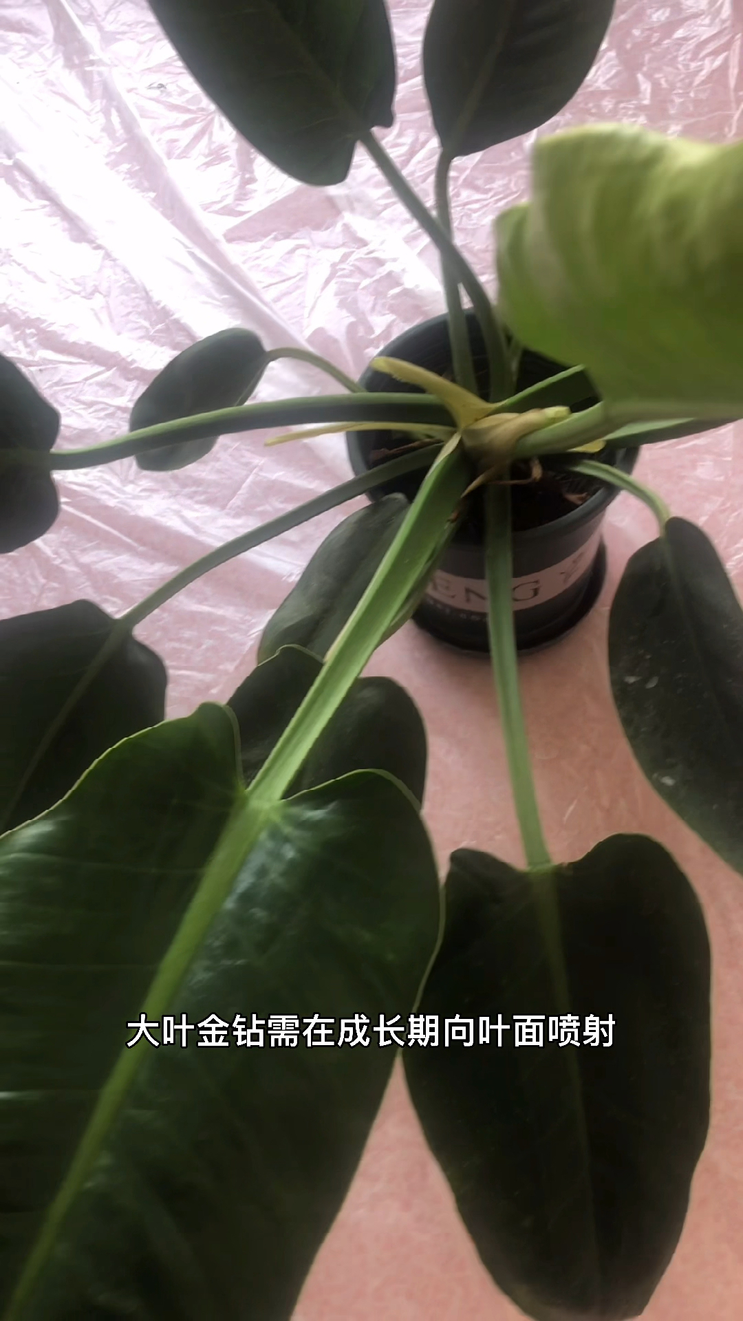 金钻的养护方法及注意事项