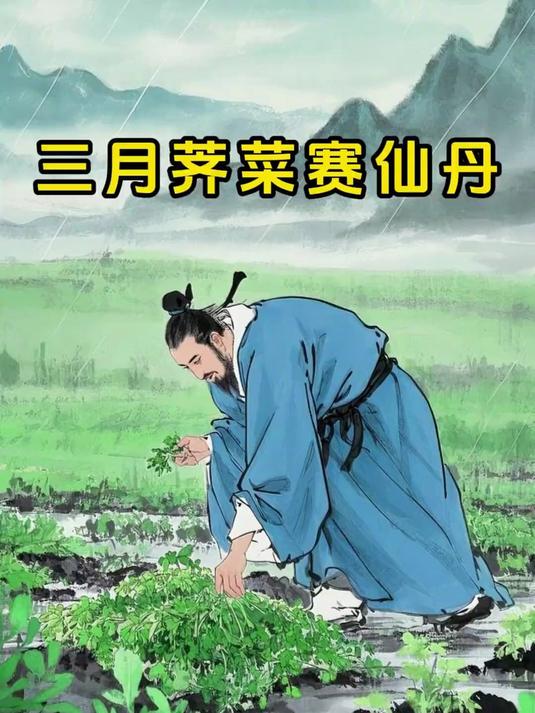 春日田间宝藏野菜，今年的荠菜你吃到了吗？