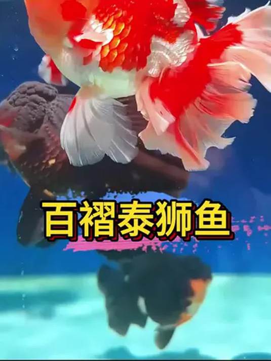 原来金鱼也分好坏?百褶裙泰狮堪称金鱼界天花板