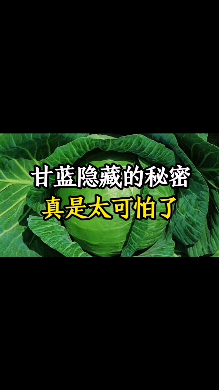 甘蓝隐藏的秘密真是太可怕了你知道吗