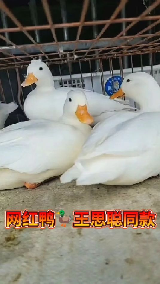 网红柯尔鸭,王思聪同款