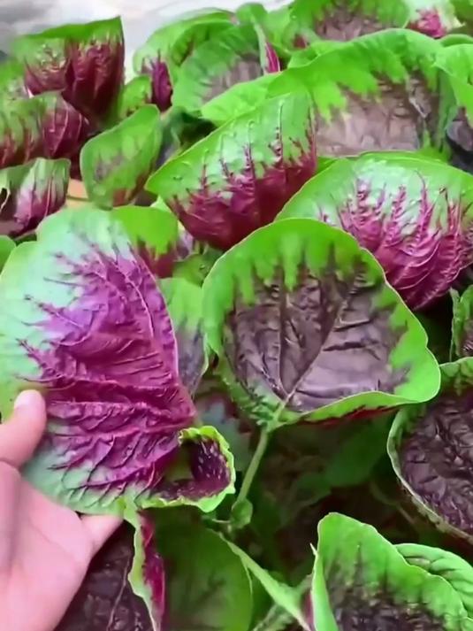 种植趣味无限!红苋菜种子,看着幼苗长大,收获紫红叶片的惊喜