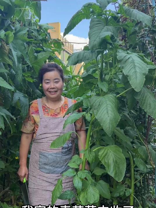 家里的苋菜杆丰收了,来做臭苋菜杆,虽然闻着不好,但吃起来很香