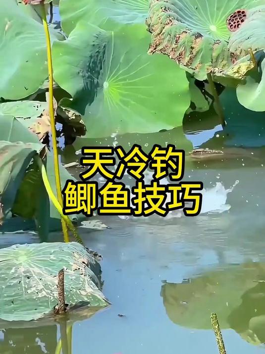 天冷钓鲫鱼技巧