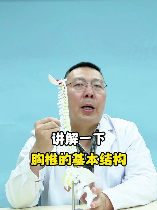 讲解一下胸椎的基本结构