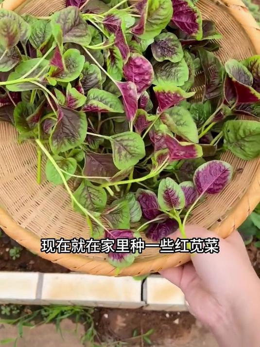 盆栽红苋菜不用施肥,浇浇水就长,柔嫩叶片涮火锅绝配