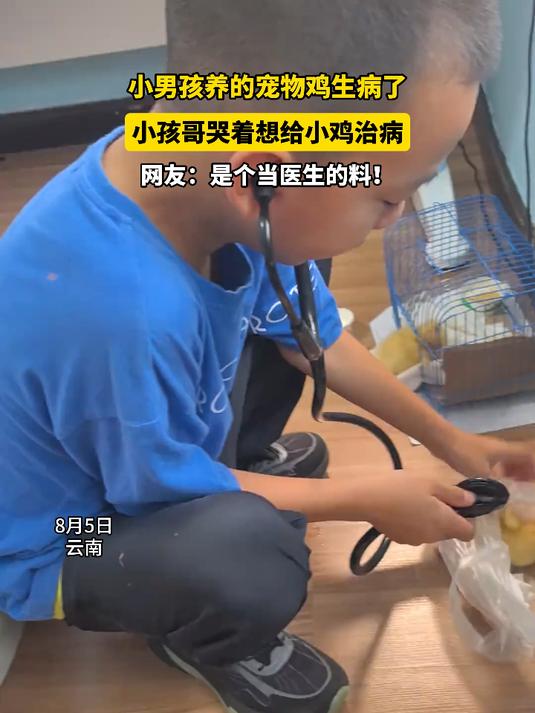 小男孩养的宠物鸡生病了,小孩哥哭着想给小鸡治病