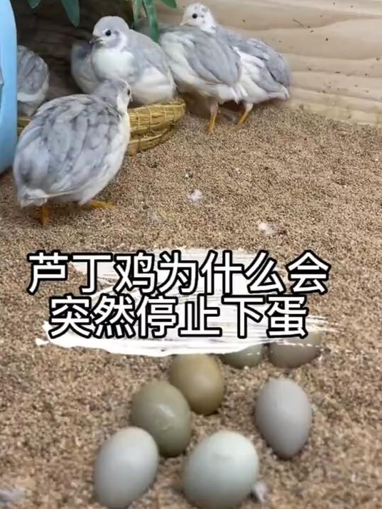 你知道芦丁鸡为什么会不下蛋吗?为什么会突然停止下蛋?