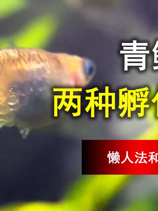 第8集｜青鳉鱼卵两种孵化法，懒人法稳妥法都教你，观背青鳉繁殖零基础教程（12 集连载）#跟