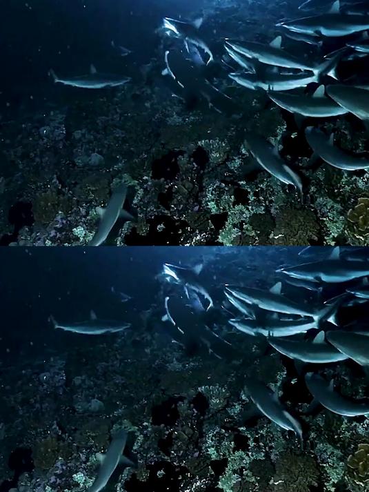 鲨鱼疯狂捕食石斑鱼,上演捕食盛宴