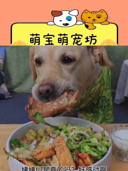 狗狗吃播