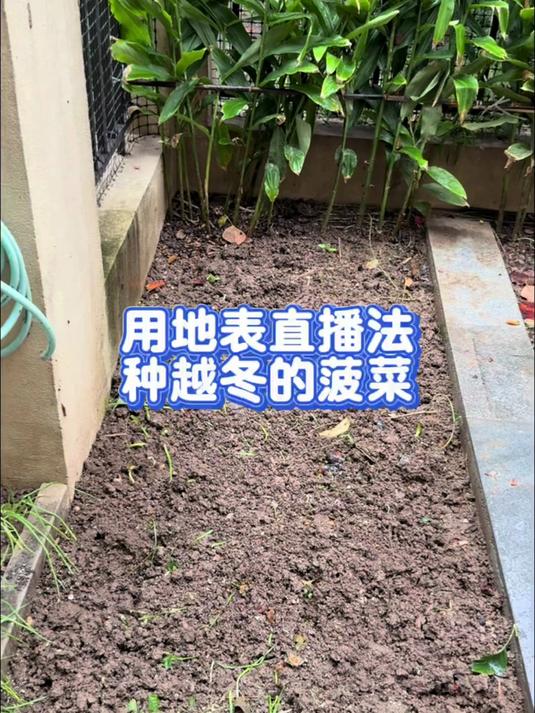 用地表直播法,种越冬的菠菜