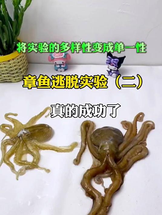 哈哈哈哈哈你们快看这只快乐的小章鱼