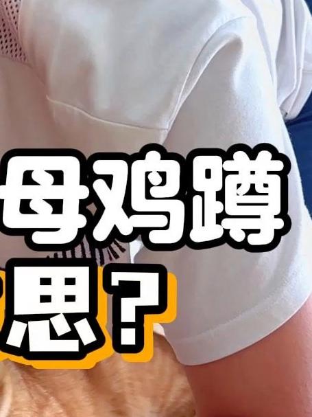 30S正确辨别：猫咪母鸡蹲的不同含义！