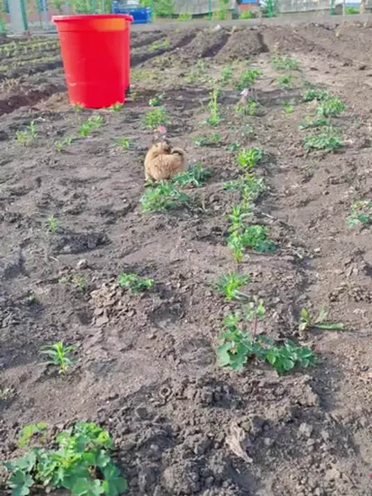 耧斗菜花小苗:首年不开花,次年起年年绽放