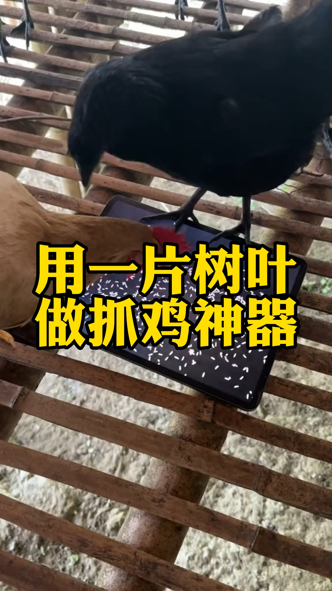 用一片树叶做一个抓鸡神器