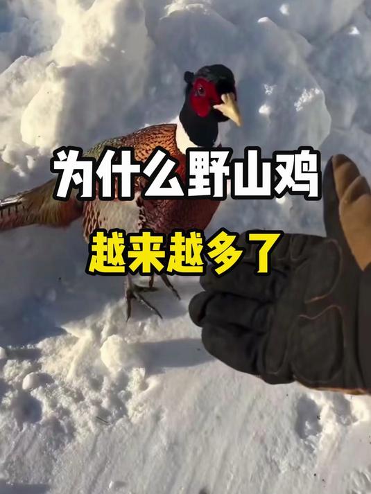 为什么现在野山鸡越来越多了？野山鸡在我国是保护动物不能抓