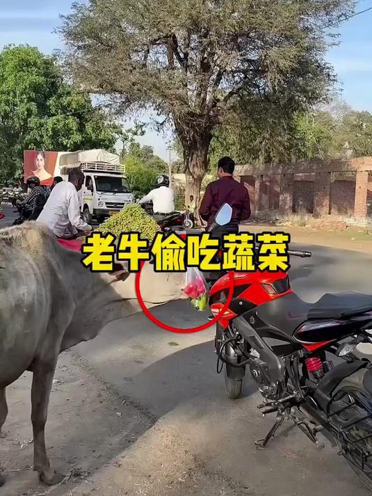 两头老牛竟然趁着男人采买水果的间隙，偷吃了男人刚买的蔬菜