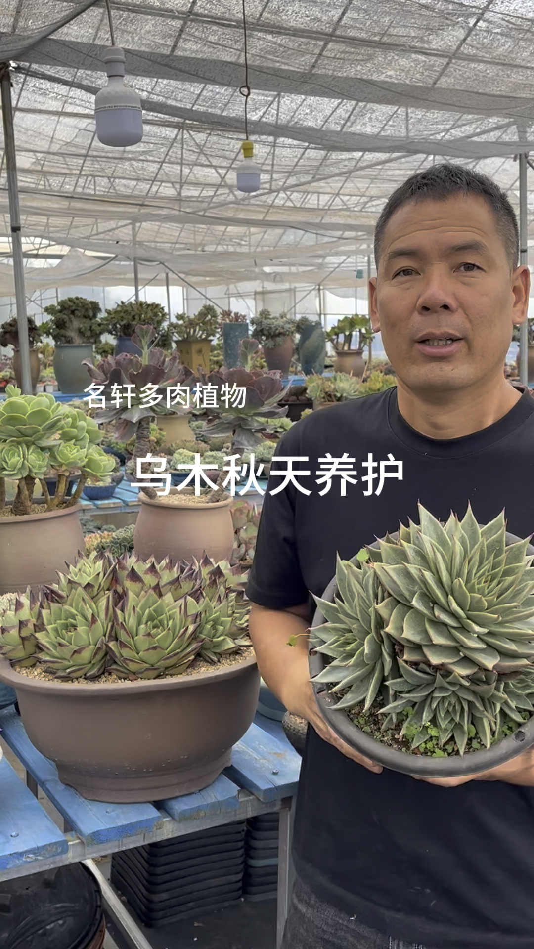 多肉植物乌木秋天养护