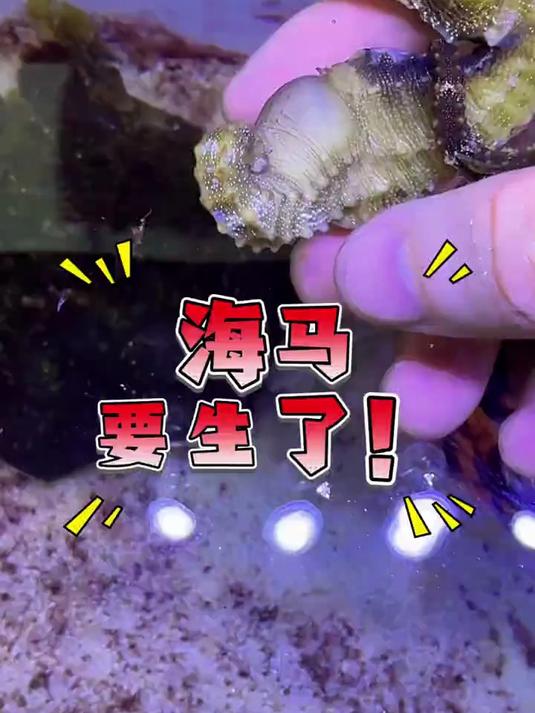 海马爸爸的肚子越来越大了！马上就能见证小海马们的出生咯～