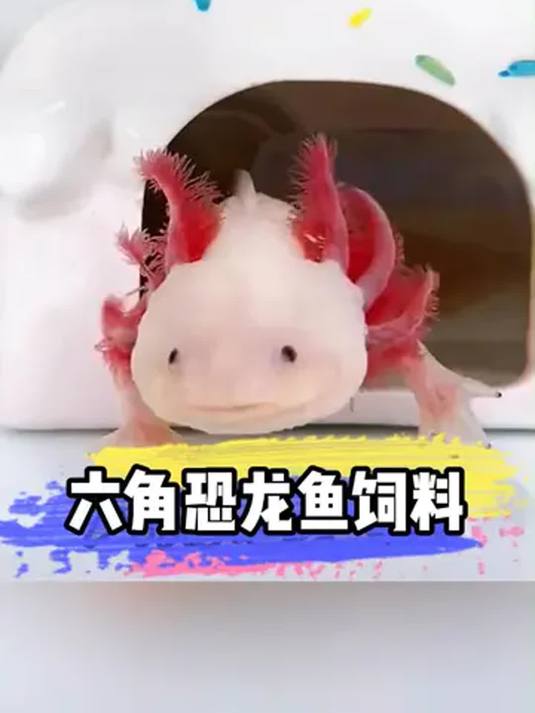 六角恐龙鱼吃专用鱼粮,个头猛长,条条肥如猪崽
