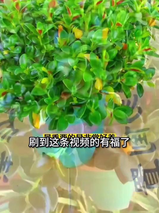 新手养死3盆后,发现金鱼吊兰存活公式,30天生根秘诀