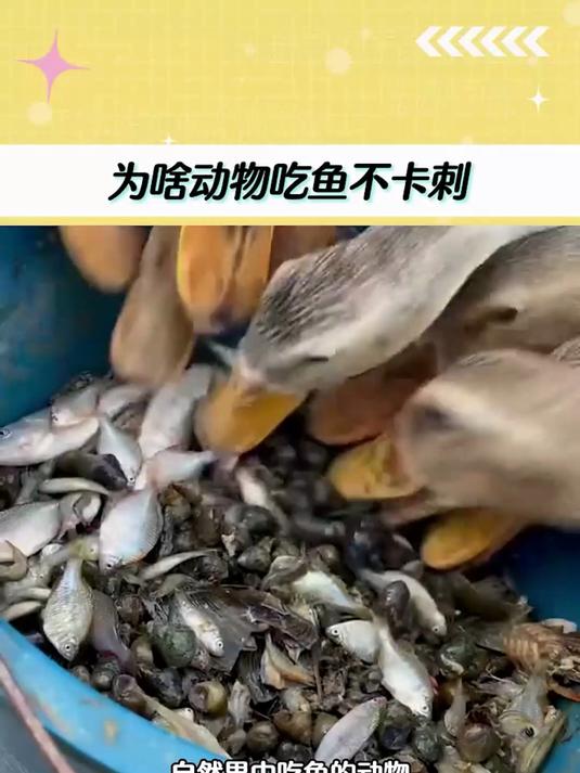 动物吃鱼从不怕扎嘴!翠鸟倒着咽鱼,鳄鱼拿鱼刺磨牙龈