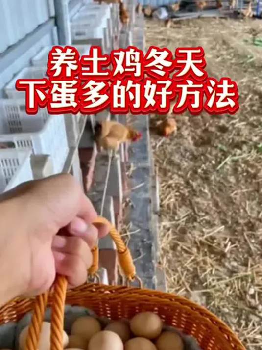 农村散养土鸡冬季多下蛋 实用方法在这里