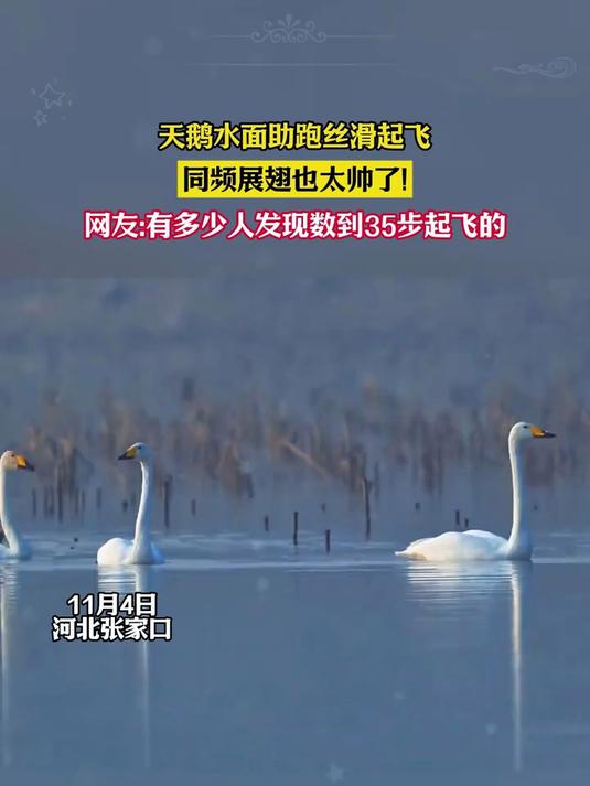 网友:守护鸟类守护这份美。摄影师捕捉到天鹅起飞瞬间,助跑35步同频展翅破水而起