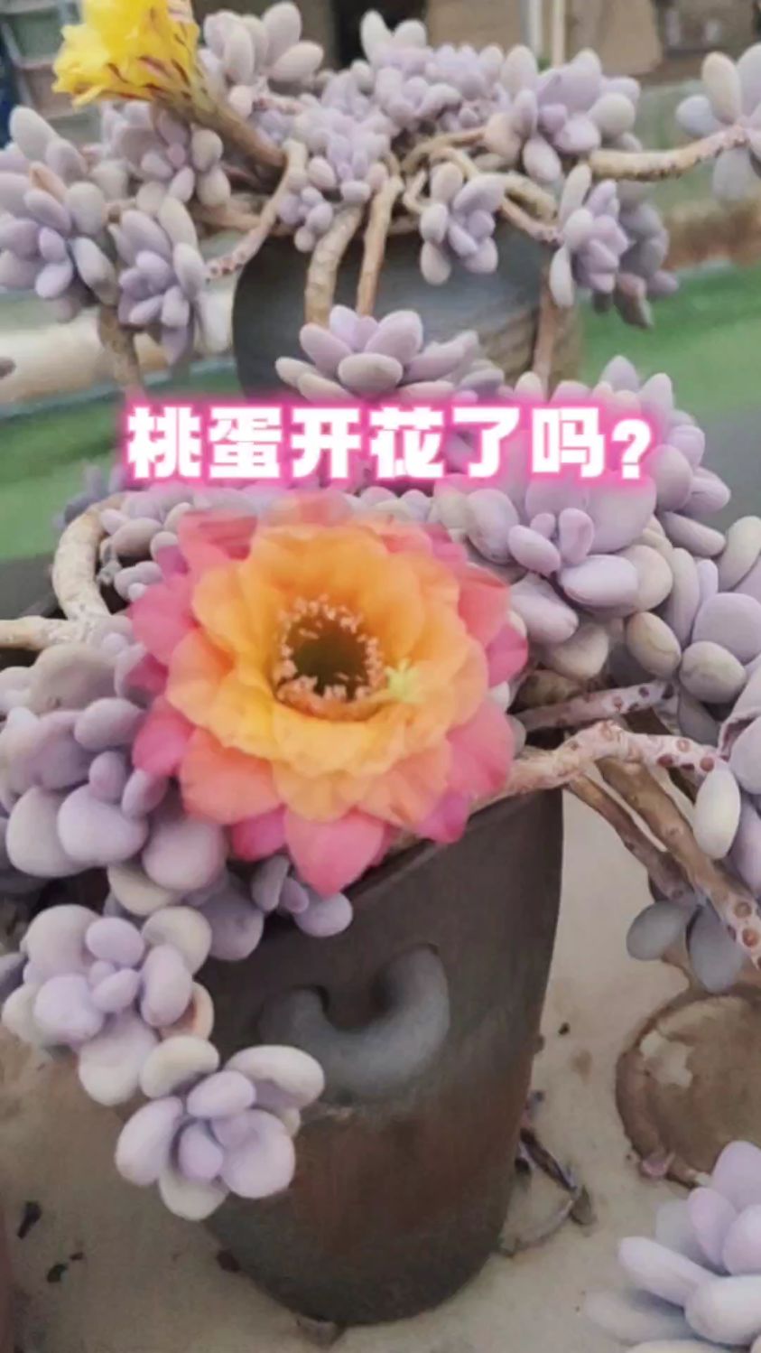 凡尔赛多肉:假如桃蛋开花是这样的,你会喜欢吗?