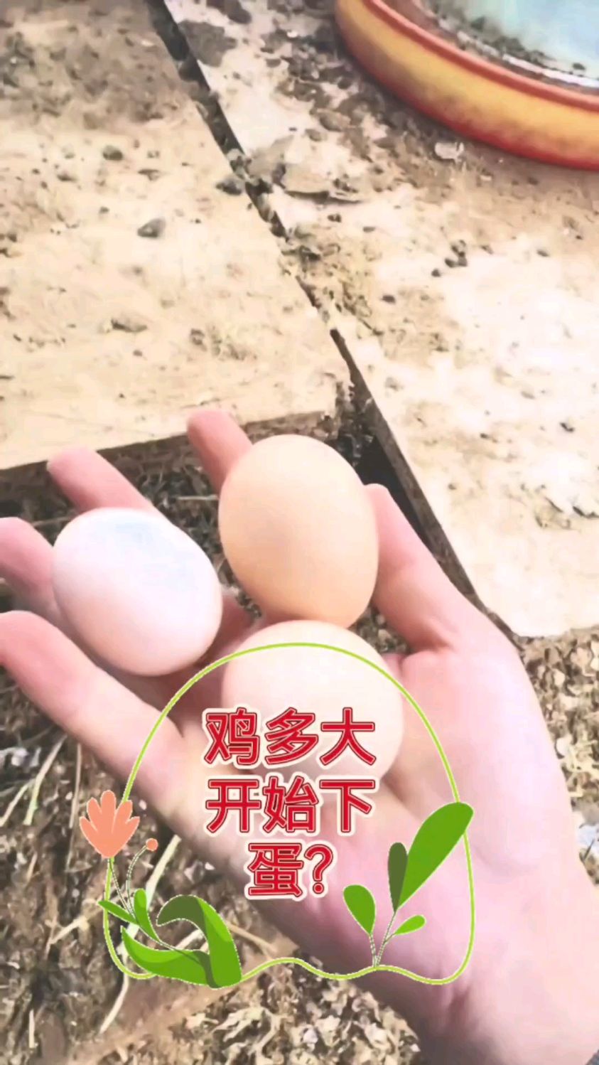 鸡几个月开始下蛋?