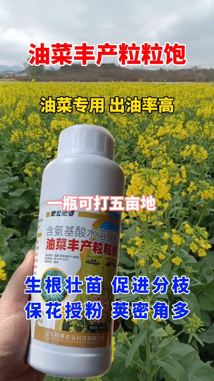 油菜想高产就用油菜丰产粒粒饱