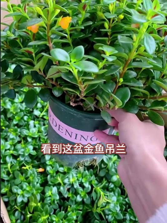 养花小白救星,金鱼吊兰好养易活,轻松打造绿色小天地!