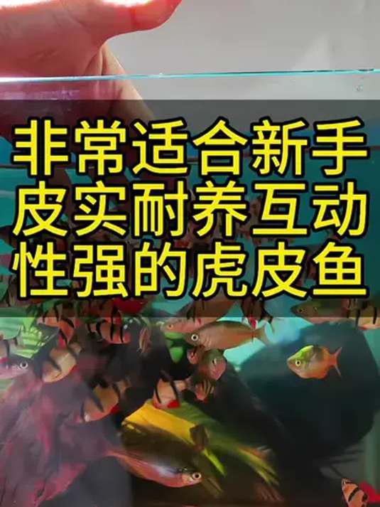 新手养鱼选啥?互动强又耐养的虎皮鱼就不错!