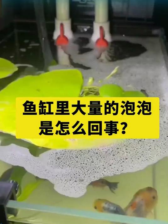 鱼缸里水面的泡泡咋回事儿，怎么处理！