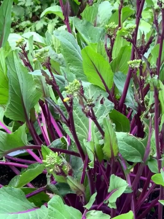 红菜苔种植方法介绍!