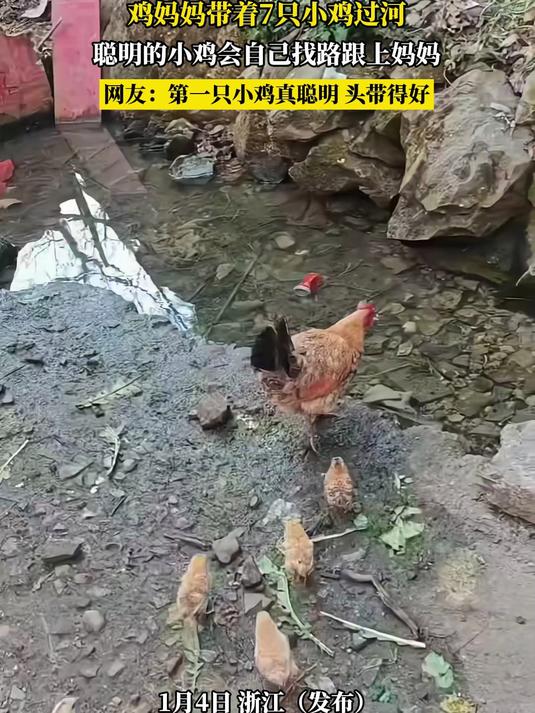 鸡妈妈带着7只小鸡过河,聪明的小鸡会自己找路跟上妈妈