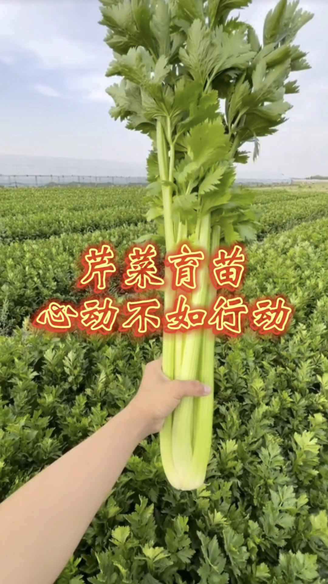 自动化穴盘播种机、芹菜精量单粒点播、心动不如行动!